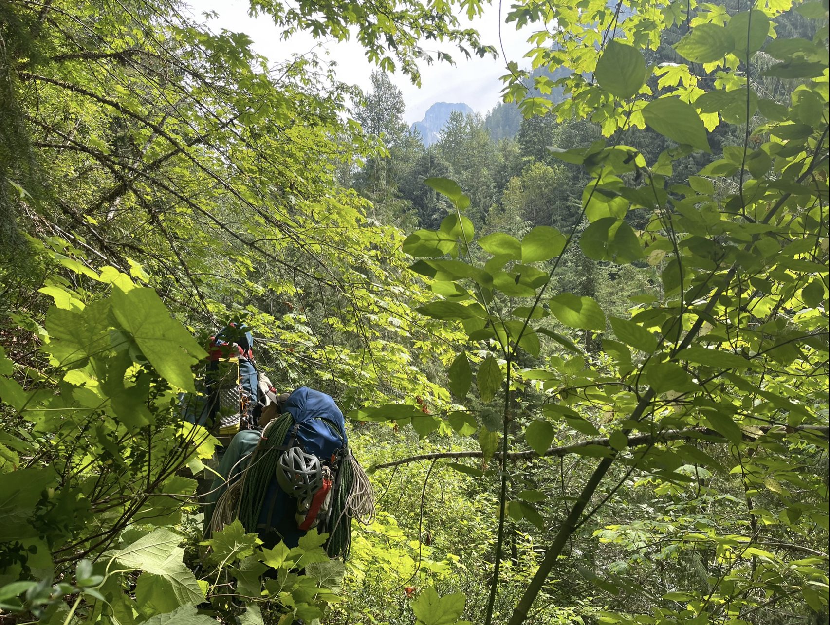 From “Mt. Bute 2022 - Foiled by Foliage (and Fuel)”