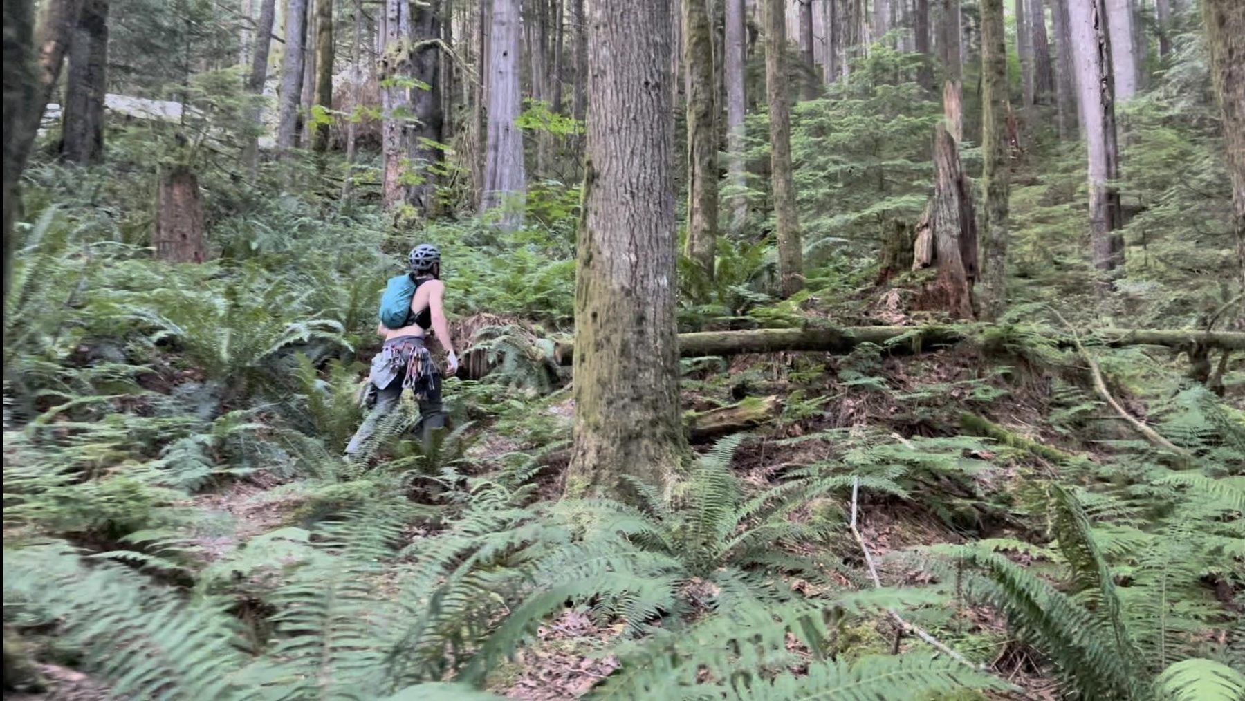 From “The P.L.U.R.L. - Penny Lane Ultimate Reality Linkup, Squamish BC”